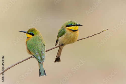 Little bee-eater (merops pusillus) sitting on a branch in Kruger national park in South Africa 