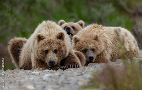 Brown Bear Cubs in Katmai, Alaska 