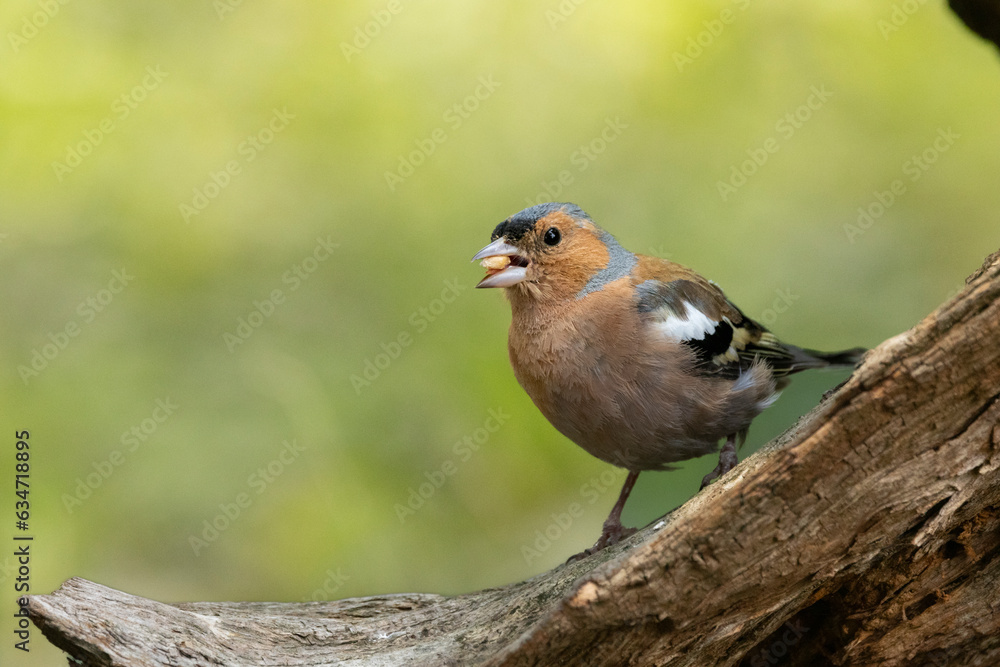 Fototapeta premium Buchfink (Fringilla coelebs)