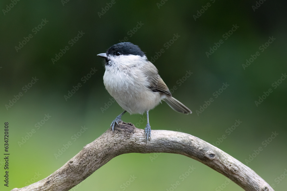 Sumpfmeise oder Nonnenmeise (Poecile palustris) Sumpfmeise oder Nonnenmeise (Poecile palustris)
