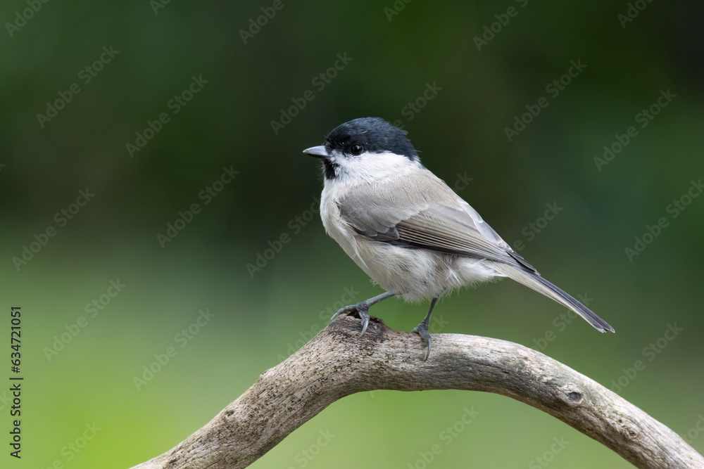 Sumpfmeise oder Nonnenmeise (Poecile palustris) Sumpfmeise oder Nonnenmeise (Poecile palustris)