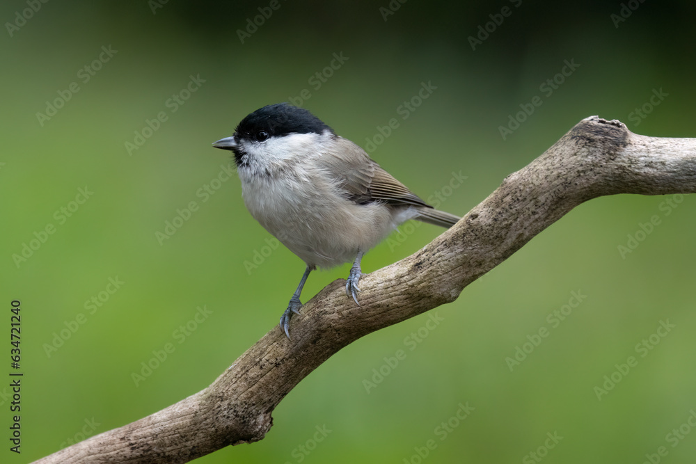 Naklejka premium Sumpfmeise oder Nonnenmeise (Poecile palustris)