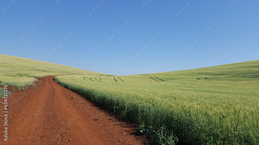 Paisagem com estrada rural de terra vermelha do norte paranaense brasileiro, margeada com plantação de trigo.