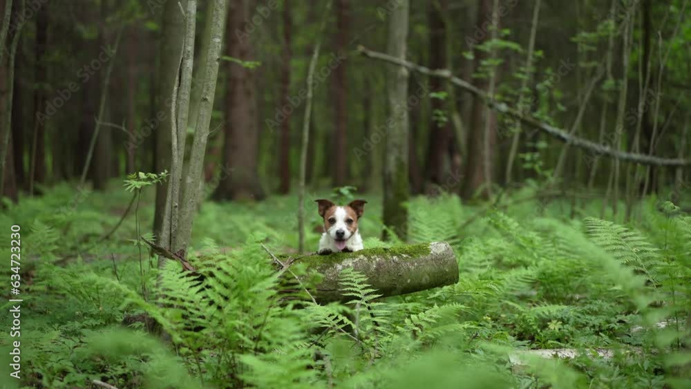Dog in the forest . Funny Jack Russell Terrier peeking out from behind a fern, walking with pet in nature Dog in the forest . Funny Jack Russell Terrier peeking out from behind a fern, walking with pet in nature
