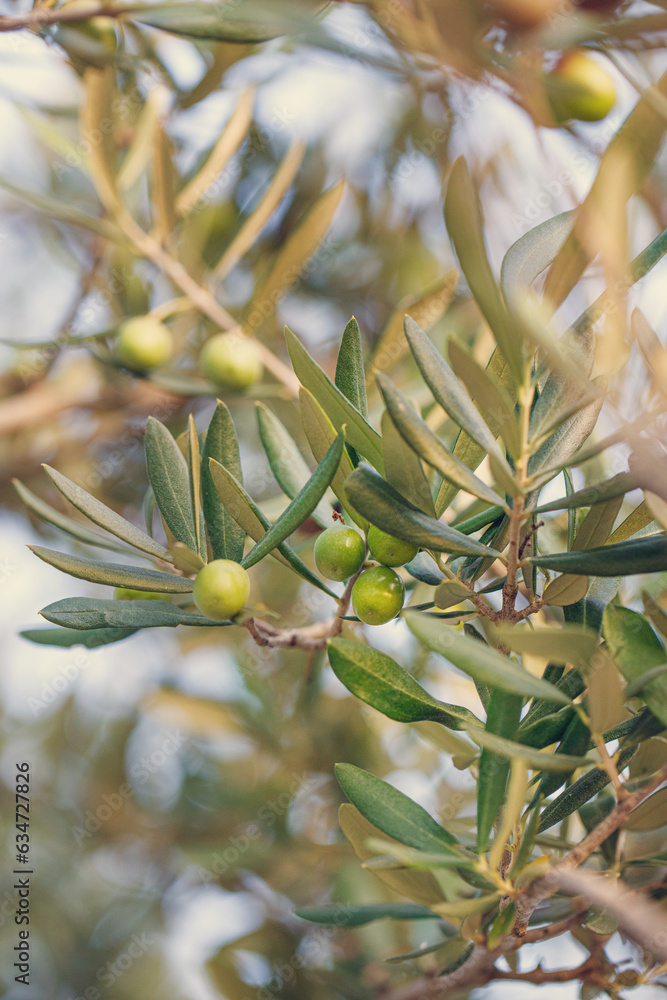 Fototapeta premium Olive tree branches with ripe olives, garden, outdoors