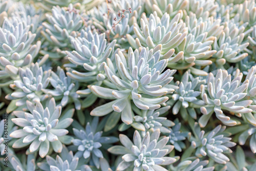 Succulents with elongated leaves growing densely, outdoors, background