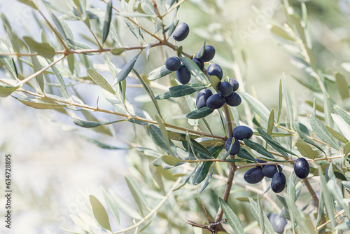 Olive tree branches with ripe olives, garden, outdoors photo