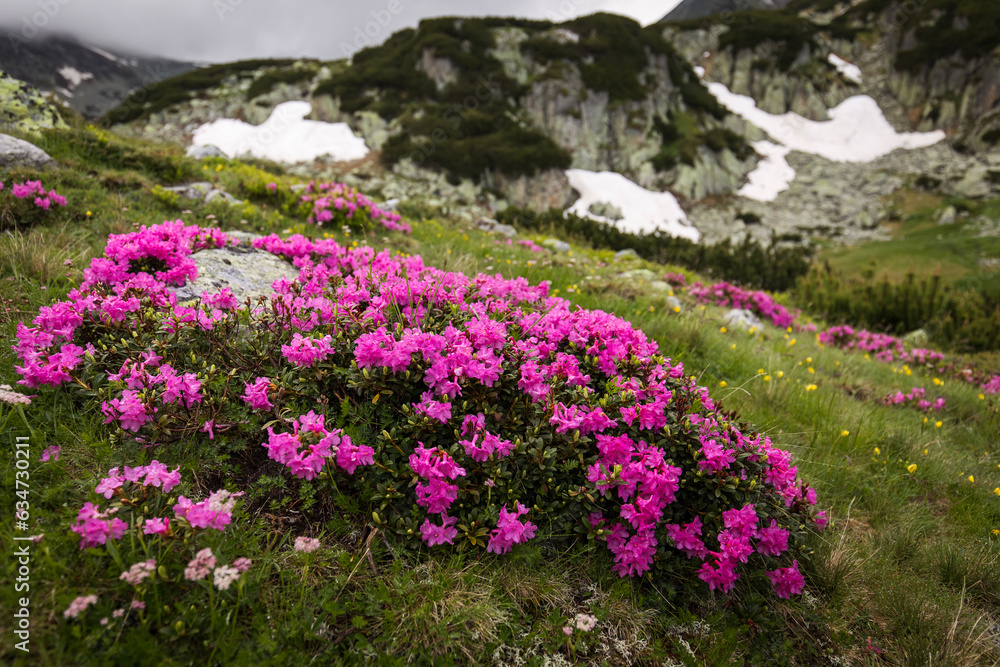 Rhododendron flowers in mountains area, in background and around Rhododendron flowers in mountains area, in background and around