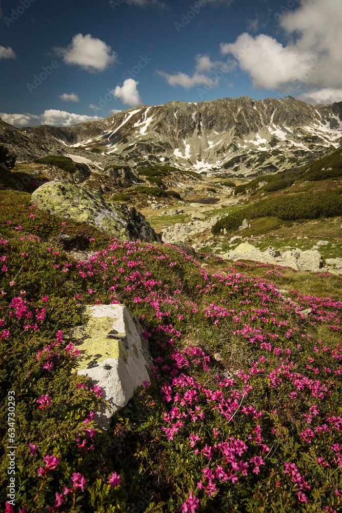 Fototapeta premium Rhododendron flowers in mountains area, in background and around