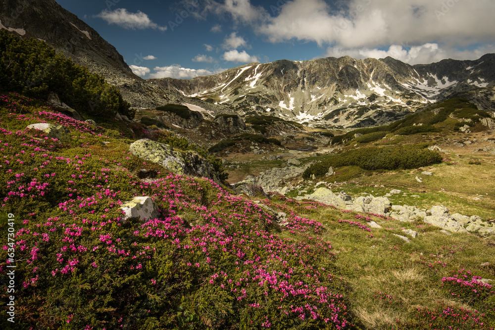 Rhododendron flowers in mountains area, in background and around Rhododendron flowers in mountains area, in background and around