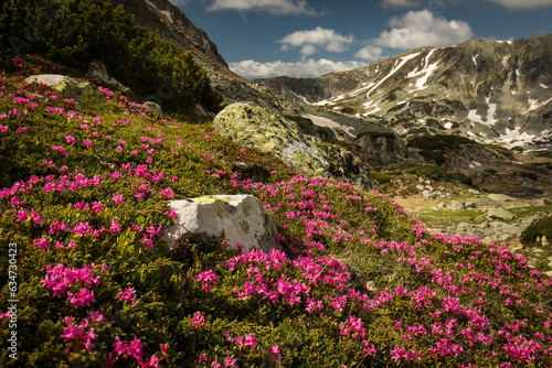 Rhododendron flowers in mountains area, in background and around