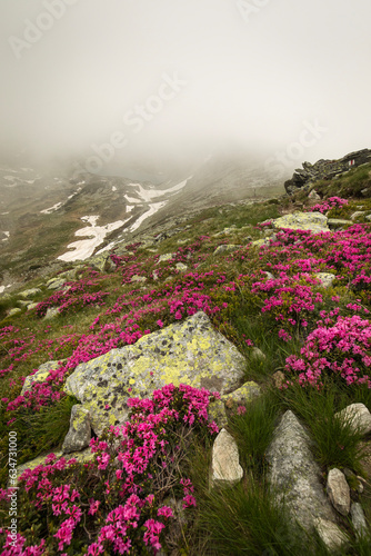 Rhododendron flowers in mountains area, in background and around