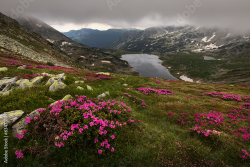 Rhododendron flowers in mountains area  in background and around