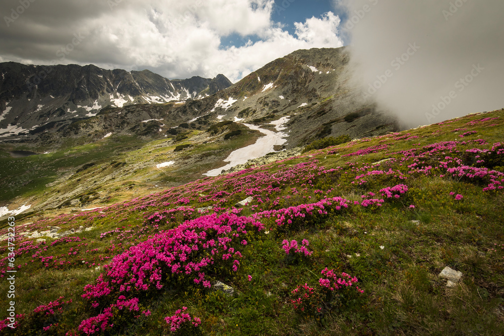 Fototapeta premium Rhododendron flowers in mountains area, in background and around