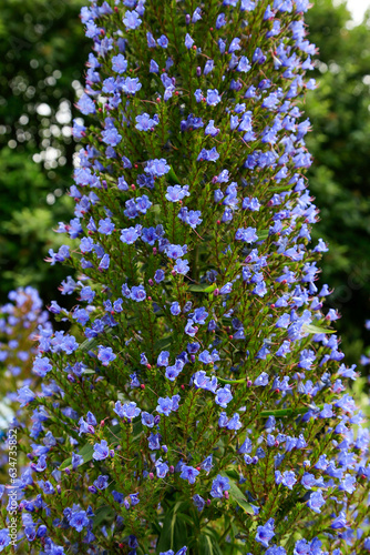 Echium pininana (Riesen-Natternkopf) photo