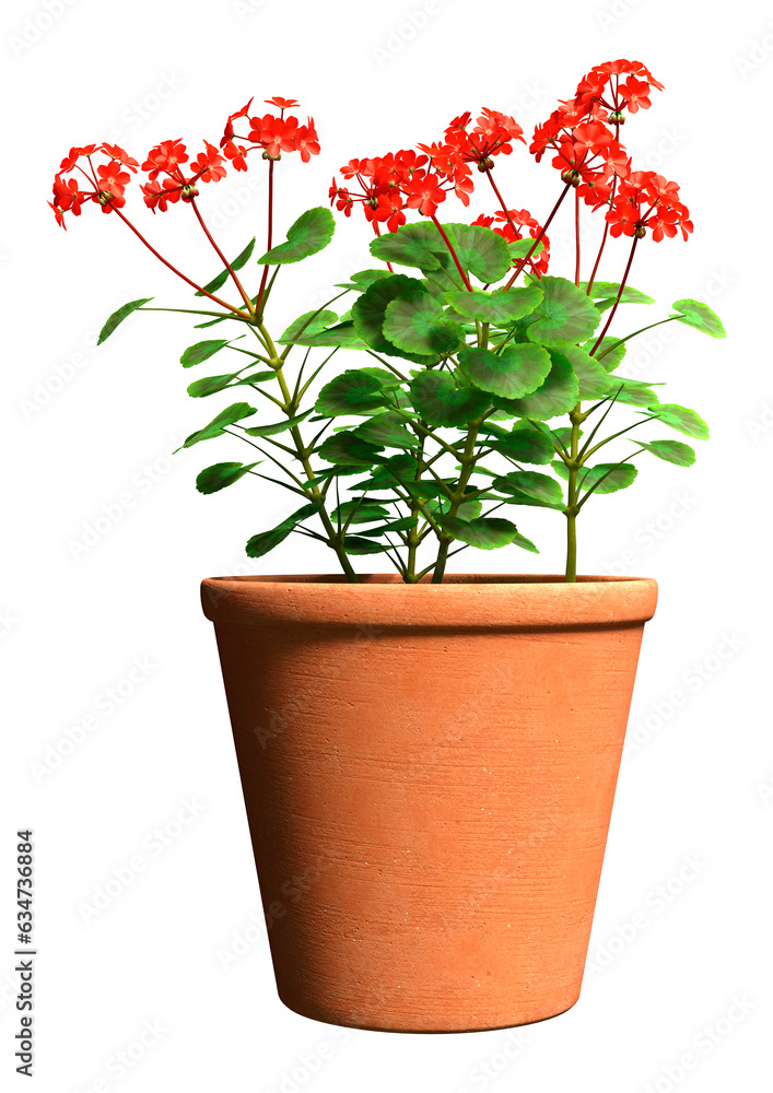 3D Rendering Geranium Flowers on White 3D Rendering Geranium Flowers on White
