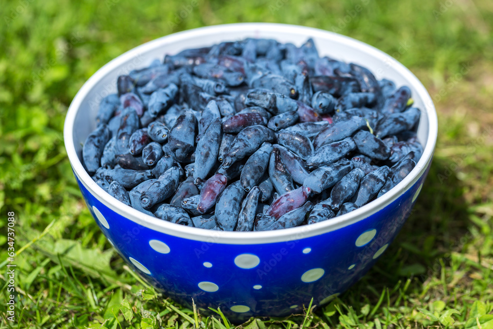 Fresh blue honeysuckle, also known as Honey berry, a background of blue