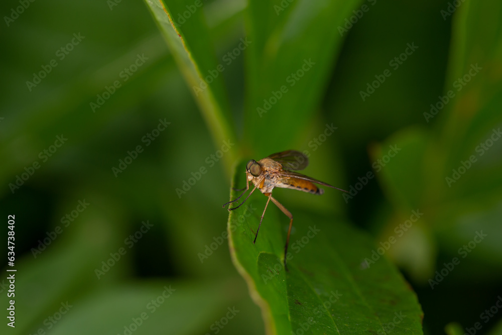 Tetanocera insect sitting on a green leaf in summer day macro photography. Mosquito sitting on a plant in summertime close-up photo. Tetanocera insect sitting on a green leaf in summer day macro photography. Mosquito sitting on a plant in summertime close-up photo.
