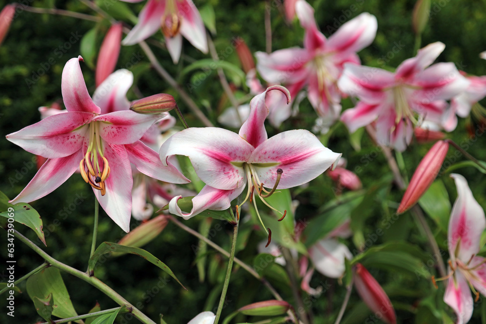 Closeup of pink and white Lily blooms, Derbyshire England
Closeup of pink and white Lily blooms, Derbyshire England