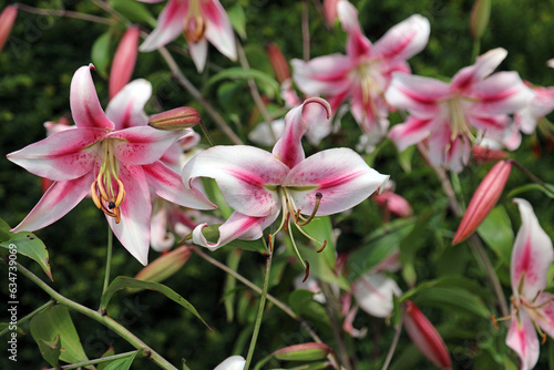 Closeup of pink and white Lily blooms  Derbyshire England 