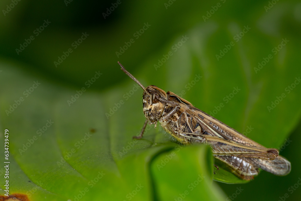 Common field grasshoper sitting on a green leaf macro photography in summertime. Common field grasshopper sitting on a plant in summer day close-up photo. Macro insect on a green background. Common field grasshoper sitting on a green leaf macro photography in summertime. Common field grasshopper sitting on a plant in summer day close-up photo. Macro insect on a green background.