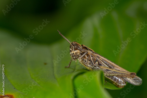 Common field grasshoper sitting on a green leaf macro photography in summertime. Common field grasshopper sitting on a plant in summer day close-up photo. Macro insect on a green background.