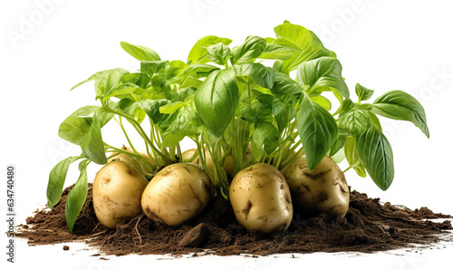 Potato plant on a white background.