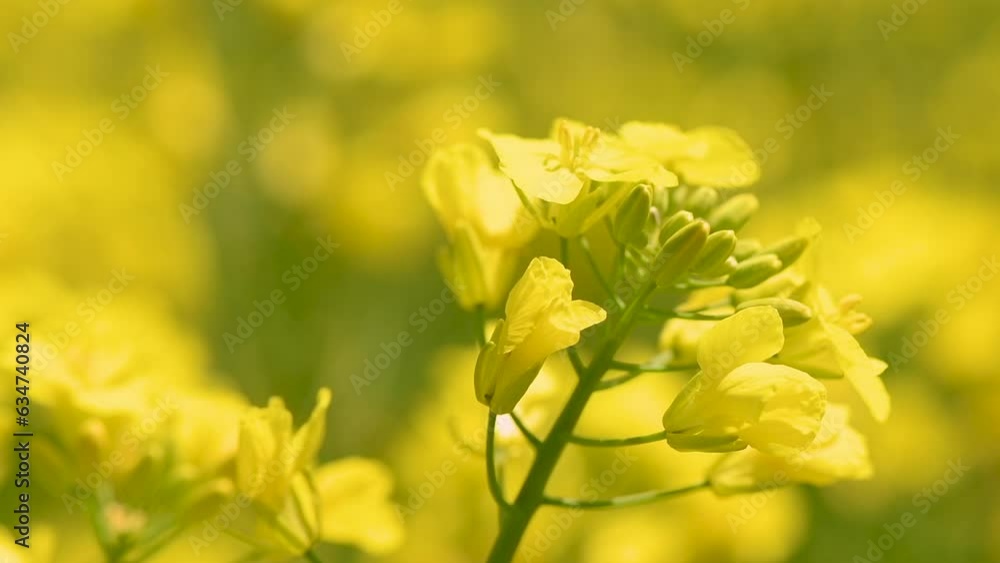 Rapeseed crop in bloom, closeup of yellow flower Rapeseed crop in bloom, closeup of yellow flower