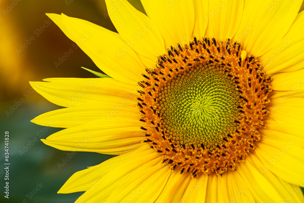 Naklejka premium Sonnenblumenfeld zwischen Stäbelow und Clausdorf bei Rostock