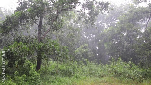 Rain is falling in the forest, verdant greenery is natural, the concept of naturalness and life, simplicity. photo