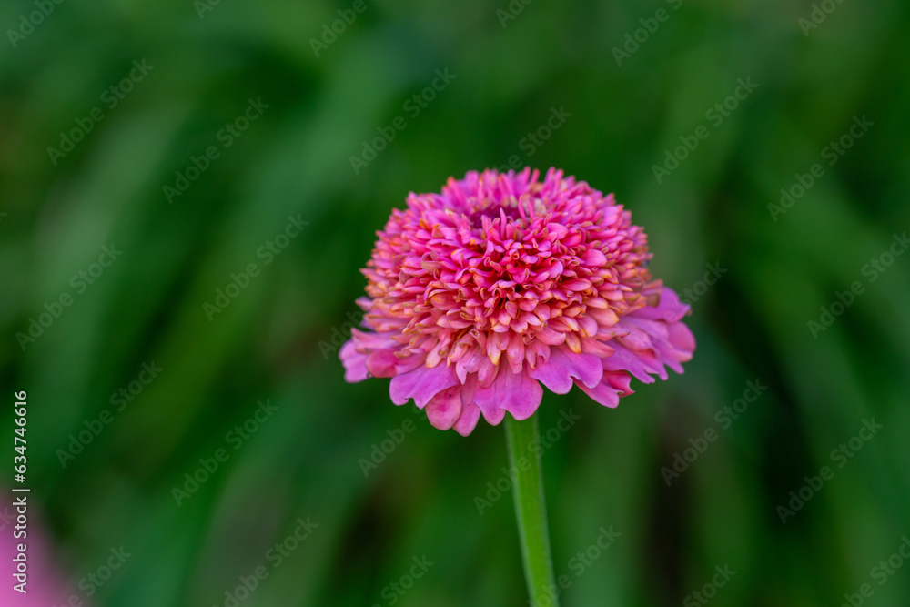 Obraz premium Blossom pink zinnia flower on a green background on a summer day macro photography. Blooming zinnia with pink petals close-up photo in summertime.