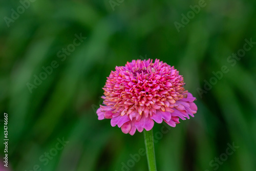 Blossom pink zinnia flower on a green background on a summer day macro photography. Blooming zinnia with pink petals close-up photo in summertime.
