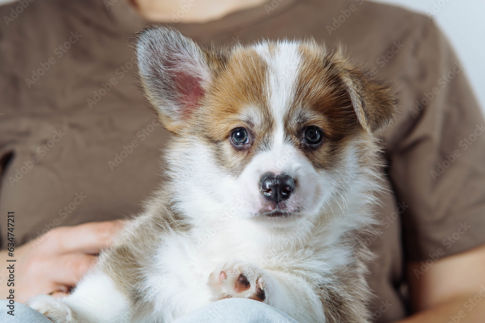 Portrait of serious brown white puppy of welsh pembroke corgi lying with raised ear on legs of unrecognizable woman.