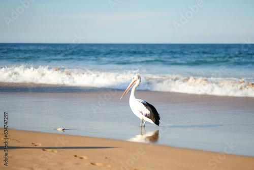  Pelican at the beach  North Sydney 