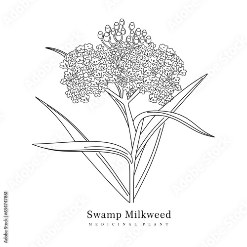 Swamp Milkweed Wildflower. Hand drawn of medicinal plant isolated. Asclepias incarnata plant in vintage linear style. Swamp Milkweed Wetland vector illustration