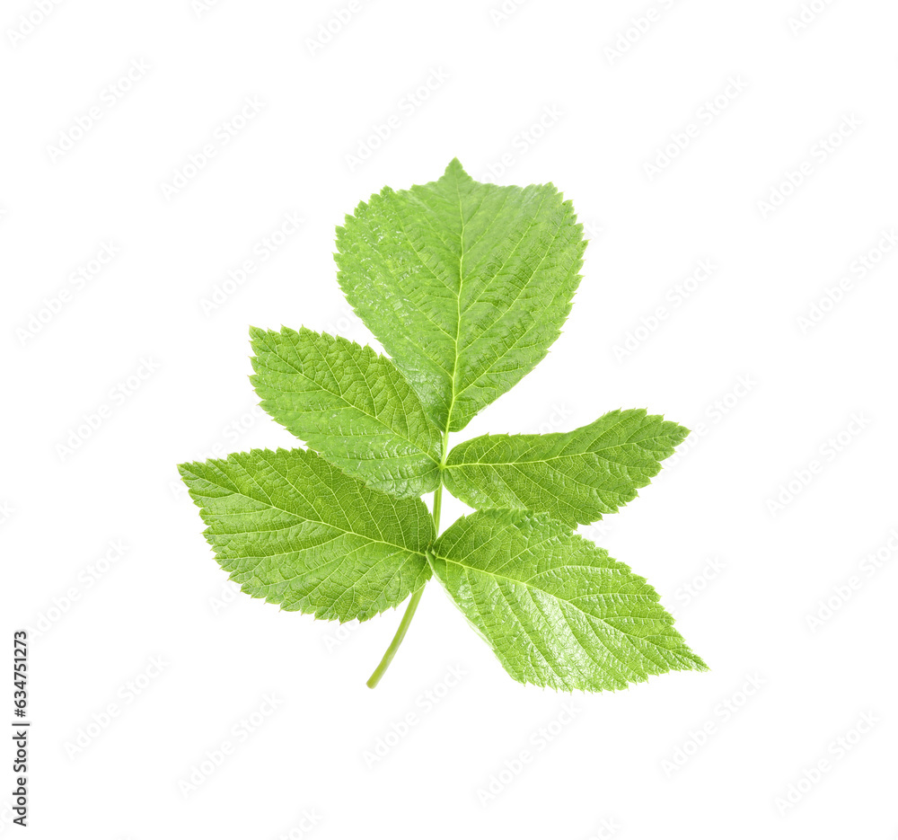 Stem with green raspberry leaves isolated on white Stem with green raspberry leaves isolated on white