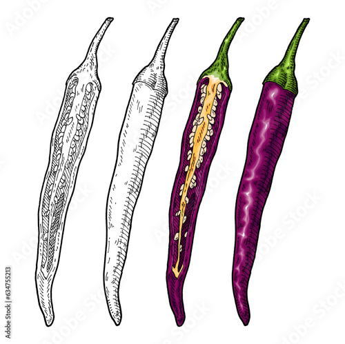 Whole and half purple pepper cayenne. Vintage engraving gray color illustration.