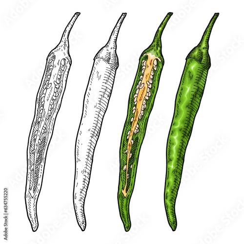 Whole and half green pepper cayenne. Vintage engraving gray color illustration.