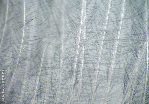 Downy duck feather, vexillum, undercoat , pinnula and quill. Keratins - horny substance can be subtle and graceful. Extreme close up photo