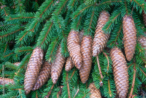 Fotografie Forest science