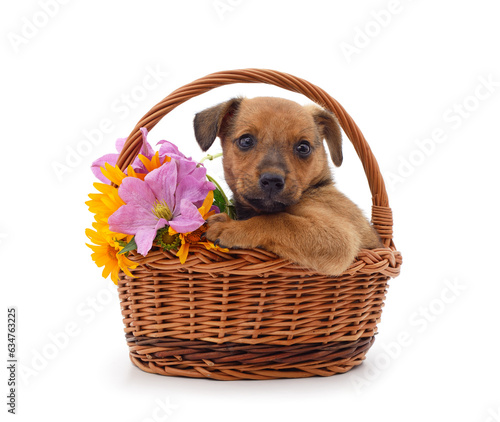 One small dog in a basket with flowers.