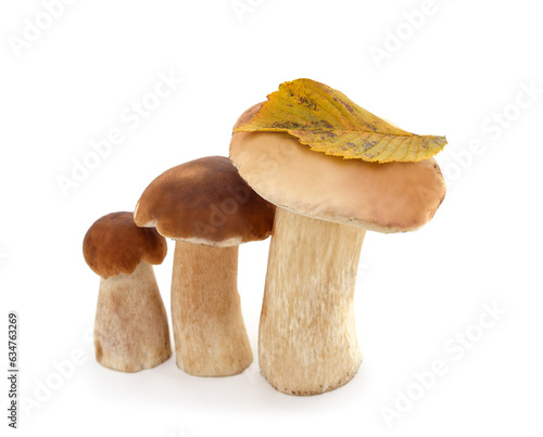Three brown mushrooms.