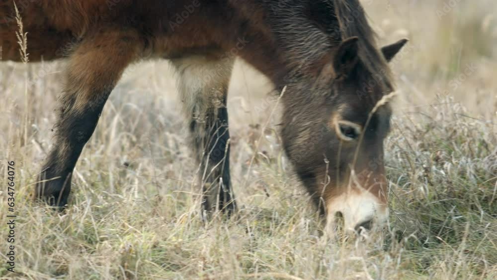 Detail of grazing sunlit wild exmoor pony horses in late autumn nature steppe habitat in Milovice, Czech republic. Protected animals considered as horse ancestor maintain the environment of steppe Detail of grazing sunlit wild exmoor pony horses in late autumn nature steppe habitat in Milovice, Czech republic. Protected animals considered as horse ancestor maintain the environment of steppe