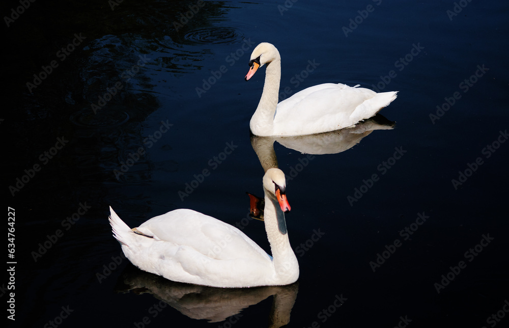 Fototapeta premium White swan on the lake with blue dark background