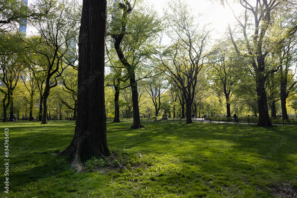 Beautiful Green Grass Landscape with Old Trees during Spring at Central Park in New York City Beautiful Green Grass Landscape with Old Trees during Spring at Central Park in New York City