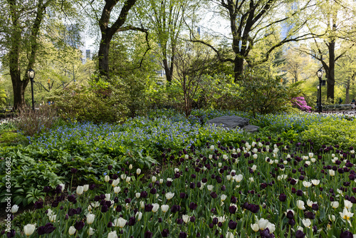 Fototapeta Naklejka Na Ścianę i Meble -  Beautiful Central Park Garden with Colorful Tulips and Green Plants during Spring in New York City 