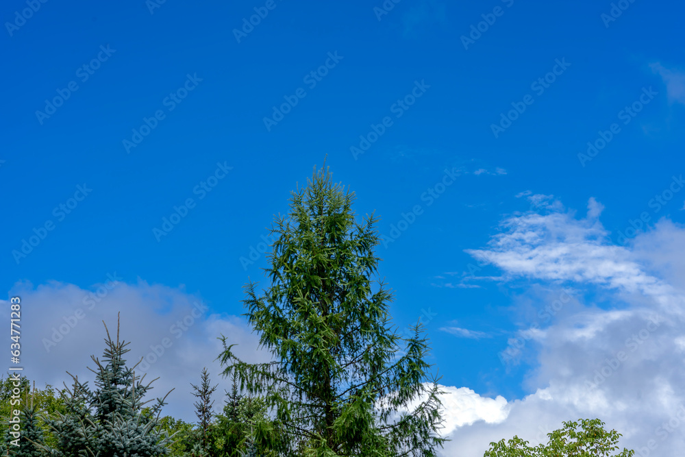 Beautiful cloud formations in the sky with tree branches, sky with clouds and sunshine