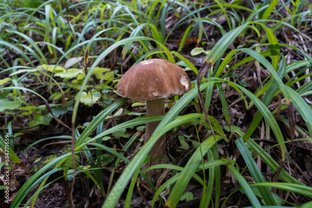 white mushrooms in the forest. Ecotourism in the forest. Mushrooms in the background of the forest, white mushrooms in the forest. Ecotourism in the forest. Mushrooms in the background of the forest,