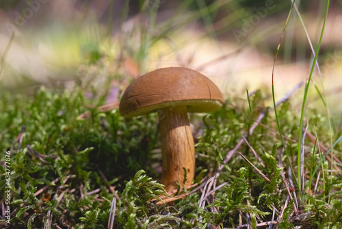Mushrooms admirable bolete (Aureoboletus mirabilis) Selective focus, blurred background