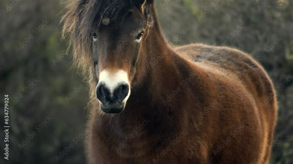 Closeup sunlit wild exmoor pony horse have rest standing in the middle of pasture in late autumn nature habitat in Milovice, Czech republic. Protected animals considered as horse ancestor Closeup sunlit wild exmoor pony horse have rest standing in the middle of pasture in late autumn nature habitat in Milovice, Czech republic. Protected animals considered as horse ancestor